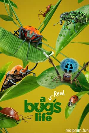A Real Bug's Life