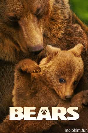 Bears