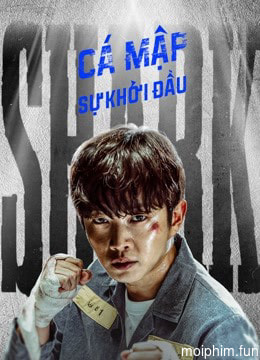 Cá Mập: Sự Khởi Đầu