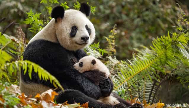 Cuộc Sống Hoang Dã Ở Trung Quốc