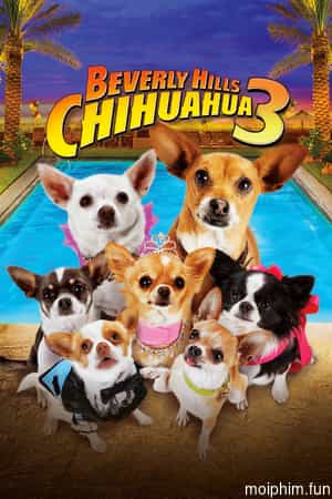 Những Chú Chó Chihuahua 3