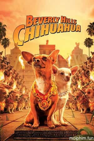 Những Chú Chó Chihuahua