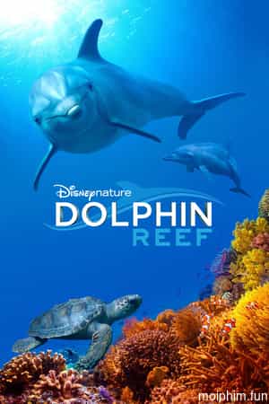 Rạn San Hô Cá Heo (Dolphin Reef) [2018]