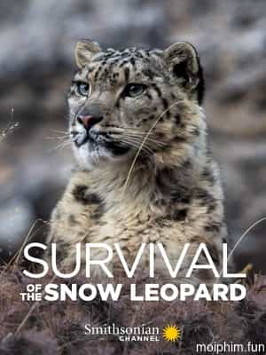 Survival Of The Snow Leopard